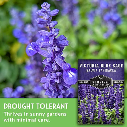 Survival Garden Seeds - Victoria Blue Sage Seed for Planting - 1 Packet with Instructions to Plant and Grow Mealycup Sage or Salvia Farinacea in Your Home Vegetable Garden - Non-GMO Heirloom Variety