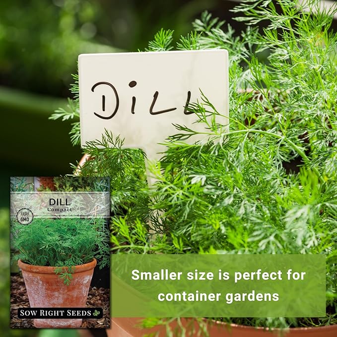 Sow Right Seeds - Compact Dill Seeds for Planting - Non-GMO Heirloom Packet with Instructions to Grow an Outdoor or Indoor Herb Garden - Great for Pickling - The Perfect Patio & Container Size (3)