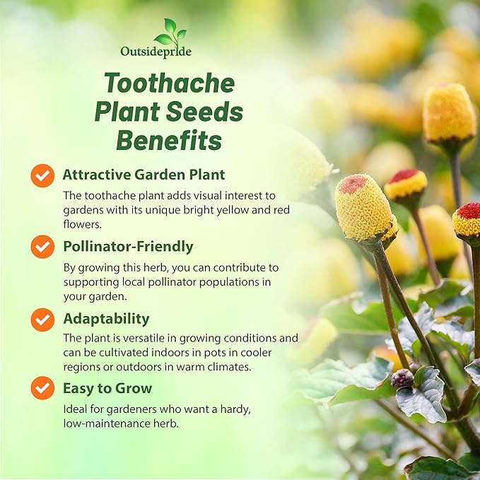 Outsidepride Toothache Plant Seeds - 10000 Pcs. Perennial, Easy to Grow & Pollinator Friendly, Herb Seeds for Planting Ornamental, Pompom-Shaped Yellow Blooms for Culinary Creations & Herb Gardens