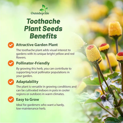 Outsidepride Toothache Plant Seeds - 10000 Pcs. Perennial, Easy to Grow & Pollinator Friendly, Herb Seeds for Planting Ornamental, Pompom-Shaped Yellow Blooms for Culinary Creations & Herb Gardens