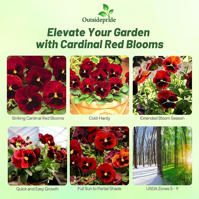 Outsidepride Red Alpenglow Viola Pansy Seeds for Planting - 2,000 Pcs. Biennials, Trailing, Cold-Hardy & Pollinator Friendly Flowers with Fragrant Blooms for Garden Beds, Borders & Container Displays