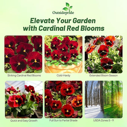 Outsidepride Red Alpenglow Viola Pansy Seeds for Planting - 2,000 Pcs. Biennials, Trailing, Cold-Hardy & Pollinator Friendly Flowers with Fragrant Blooms for Garden Beds, Borders & Container Displays