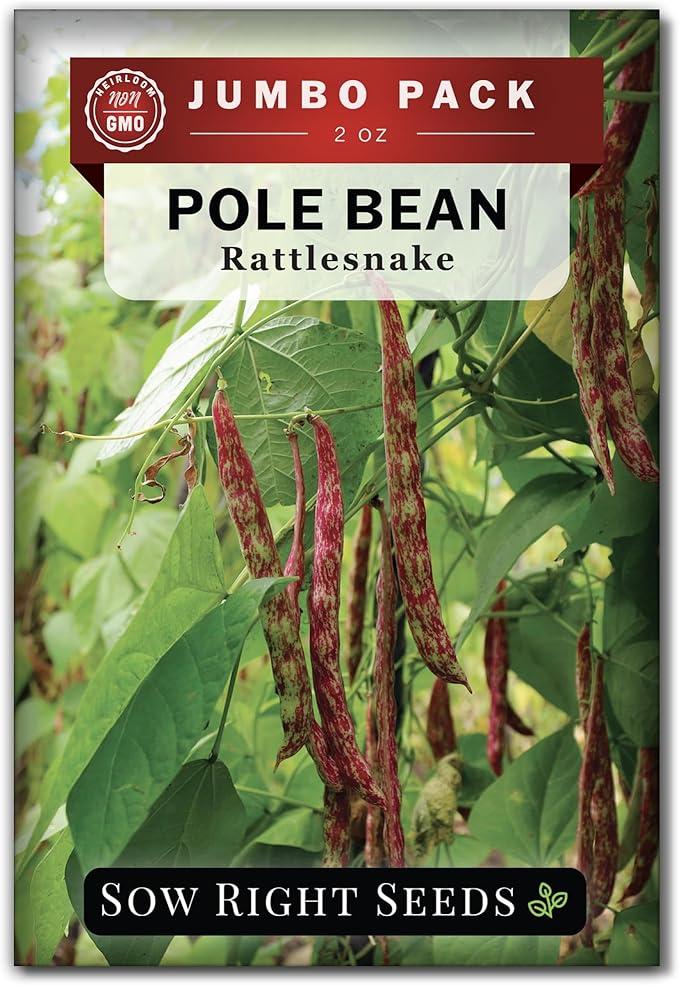 Sow Right Seeds - Bulk Rattlesnake Pole Bean Seeds for Planting - 2 Ounce, 170 Seeds - Non-GMO Heirloom Jumbo Pack with Instructions to Plant an Outdoor Home Vegetable Garden - Purple Streaked Beans