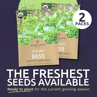 Organic Holy Basil Seeds ‘Tulsi’ – Two Seed Packets! – Over 1,706 Open Pollinated Non-GMO Seeds – Sweet Yards Seed Co.