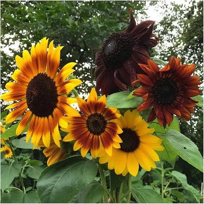 Seed Needs Heirloom Sunflower Seed Packet Favors for Party Events - Pre-Filled & Ready to Hand Out - Great for Weddings, Bridal Showers, Memorials, Fundraisers (30 Packets)