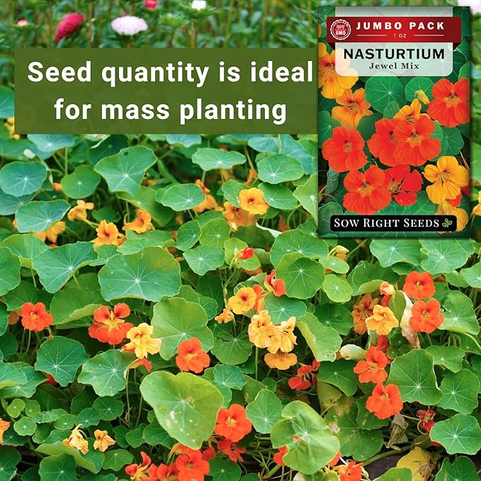 Sow Right Seeds - Bulk Jewel Mix Nasturtium Seeds for Planting - Non-GMO Heirloom Jumbo Pack - Versatile Nasturtiums Seeds for Containers & Borders - Easy-to-Grow Flowers - Ideal for Mass Planting