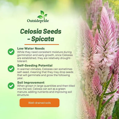 Outsidepride Spicata Celosia Seeds - 2000 Pcs Perennial Tall Weather-Resistant Flower Seeds for Planting Vibrant Plumes, Great for Containers, Borders, Pollinator-Friendly Gardens & House Plants