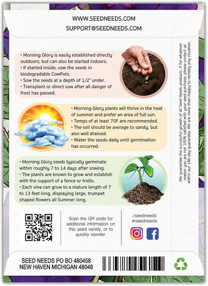 Seed Needs Black Kniolas Morning Glory Seeds for Planting - Heirloom & Open Pollinated Annual Vines - Cover a Fence or Trellis in Deep Purple Almost Black Flowers (2 Packs)
