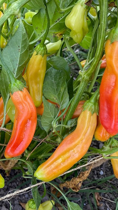 Plant Good Seed Organic Aji Amarillo Pepper Seeds for Planting: Peruvian Heirloom Chili, Orange Yellow Fruits - 30 Seed Packet