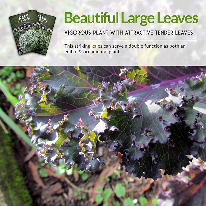 Red Russian Kale Seeds for Planting – Heirloom Red Kale – Cold Hardy for Fall & Spring Gardens – Edible, Frilly Blue-Green Leaves, Purple Stems - Survival Garden Seeds (1 Pack)