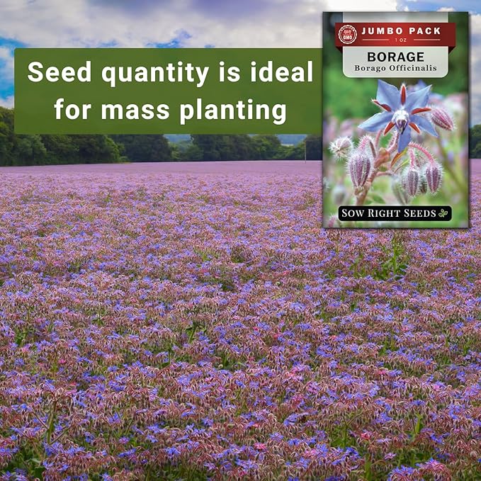 Sow Right Seeds - Bulk Borage Seeds for Planting - 1 Ounce, 1200 Seeds - Non-GMO Heirloom - Jumbo Pack with Instructions to Plant a Home Herb Garden Outdoors - Enjoy a Bountiful Harvest
