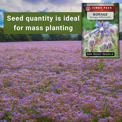 Sow Right Seeds - Bulk Borage Seeds for Planting - 1 Ounce, 1200 Seeds - Non-GMO Heirloom - Jumbo Pack with Instructions to Plant a Home Herb Garden Outdoors - Enjoy a Bountiful Harvest