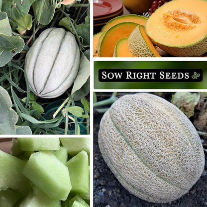 Sow Right Seeds - Cantaloupe Fruit Seed Collection for Planting - Individual Packets Honey Rock, Hales Best and Honeydew Melon - Non-GMO Heirloom Seeds to Plant an Outdoor Home Vegetable Garden