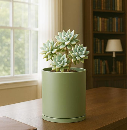 D'vine Dev Double-Layer Planter Set – Rotating Plastic Cachepot with Clear Inner Liner for Root Health, Perfect for Indoor Plants, 6.5", Olive, 73-U-C-2