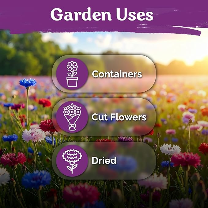 KVITER 800 Mix Bachelor Button Seeds (Centaurea cyanus) – Cornflower Seed Mix, Bachelor Buttons Wild Flowers Seed Packets – Blue Cut Flower Seeds for Planting Indoor & Outdoor Garden, Containers