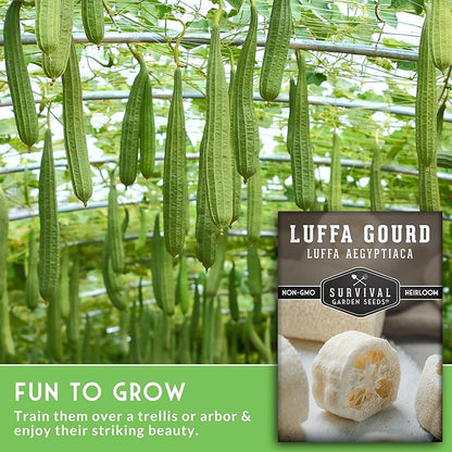 Survival Garden Seeds - Luffa or Loofah Seed for Planting - 3 Packets with Instructions to Plant and Grow Ornamental Gourds in Your Home Vegetable Garden - Non-GMO Heirloom Variety