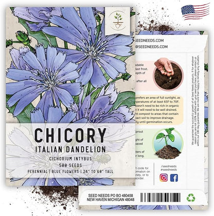 Seed Needs Chicory Seeds for Planting Cichorium intybus - Heirloom & Open Pollinated Wildflowers to Grow a Butterfly Garden That Attracts Butterflies, Bees & Other Pollinators (1 Pack)