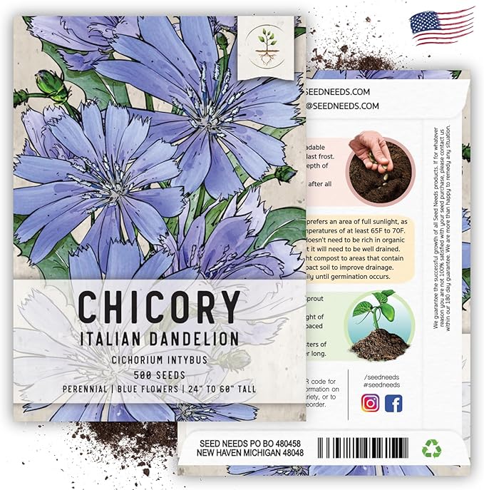 Seed Needs Chicory Seeds for Planting Cichorium intybus - Heirloom & Open Pollinated Wildflowers to Grow a Butterfly Garden That Attracts Butterflies, Bees & Other Pollinators (2 Packs)
