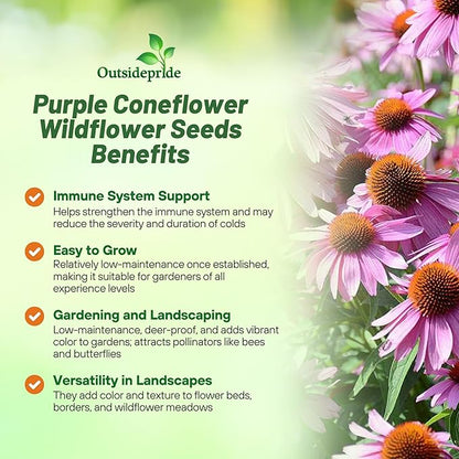 Outsidepride Purple Echinacea Coneflower Seeds - 1/4 lb Perennial, Deer-Proof & Drought Tolerant Flower Seeds with Daisy-Like Blooms for Pollinator-Friendly Gardens, Borders, & Meadows