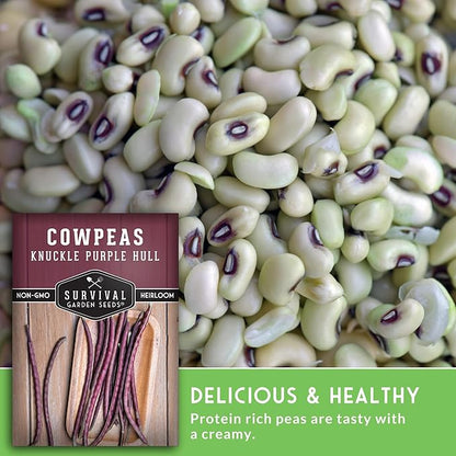 Knuckle Purple Hull Pea Seeds for Planting – Heirloom Southern Field Peas – Drought-Tolerant, High-Yield Crowder-Type Cowpea for Home Gardens – Survival Garden Seeds (1 Pack)
