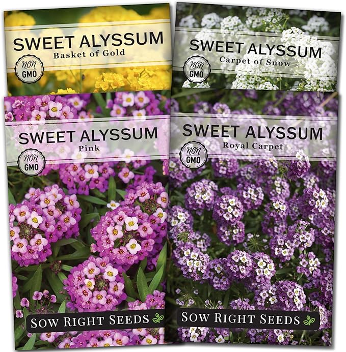 Sow Right Seeds - Sweet Alyssum Flower Seed Collection for Planting - White, Purple, Pink, and Yellow Blossoms - Non-GMO Heirloom Varieties to Plant in Home Garden - Groundcover with Tiny Blooms