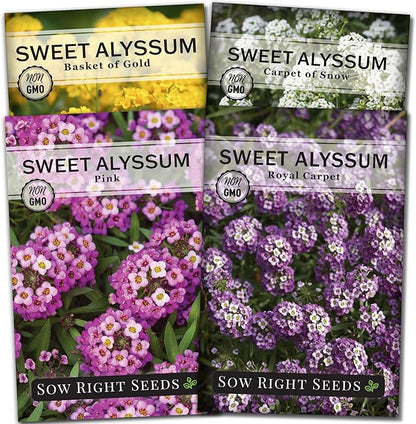 Sow Right Seeds - Sweet Alyssum Flower Seed Collection for Planting - White, Purple, Pink, and Yellow Blossoms - Non-GMO Heirloom Varieties to Plant in Home Garden - Groundcover with Tiny Blooms