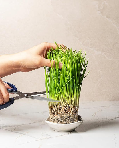 Organic Wheatgrass Seeds (16 oz) – Non-GMO, Heirloom Seeds for Sprouting and Microgreens