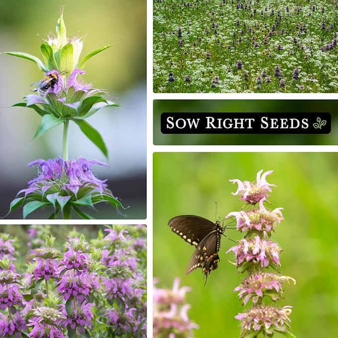 Sow Right Seeds - Lemon Mint Seed for Planting - Non-GMO Heirloom with Packet with Instructions to Plant and Grow an Herbal Tea Garden - Indoors or Outdoor - Monarda to Attract Pollinators (1)