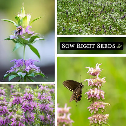 Sow Right Seeds - Lemon Mint Seed for Planting - Non-GMO Heirloom with Packet with Instructions to Plant and Grow an Herbal Tea Garden - Indoors or Outdoor - Monarda to Attract Pollinators (3)