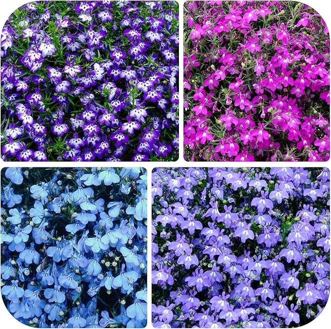 5200+ Perennial Mixed Lobelia Seeds for Planting-Non-GMO Heirloom Lobelia Ground Cover Flowers Great for Hanging Baskets, Pots and Containers