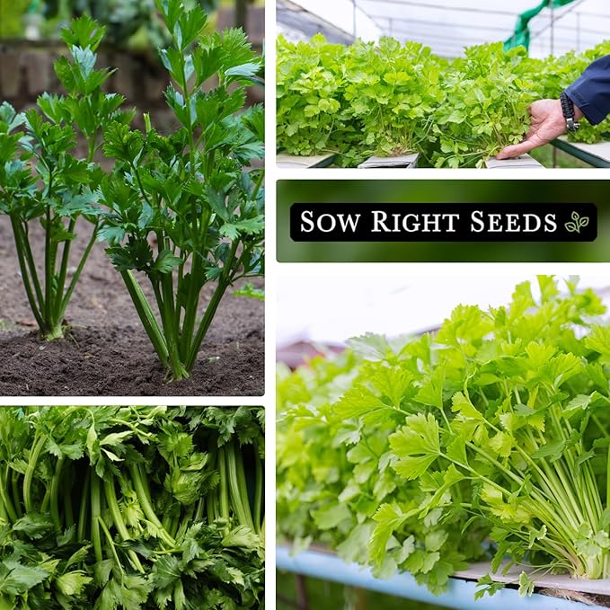Sow Right Seeds - Chinese Celery Seeds for Planting - Non-GMO Heirloom Packet with Instructions to Plant and Grow a Home Vegetable Garden - Culinary and Compact Herb, Abundant Stalks (4)