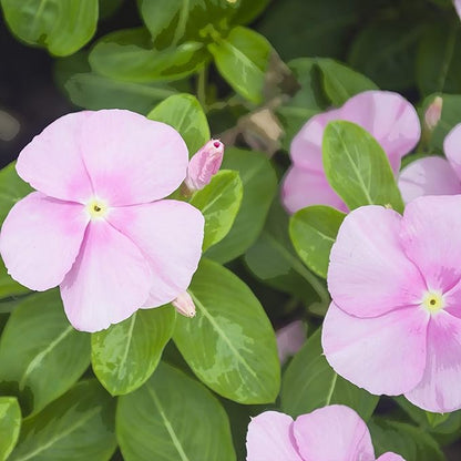 Outsidepride Pink Periwinkle Seeds for Planting – 4000 Pcs Annual, Fast-Blooming, Heat & Drought Tolerant Vinca Flower Seeds with Vibrant Colors Ideal for Gardens, Beds, Borders & Containers