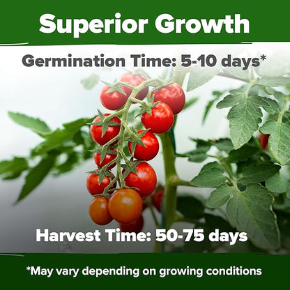 HOME GROWN Large Red Cherry Tomato Seeds Pack 500 High Germination Heirloom Seeds Vegetable Seeds for Garden,Homestead & Self-Sufficient Growing(Solanum lycopersicum)