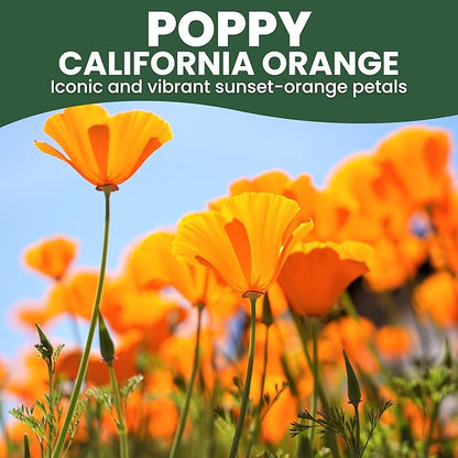 California Poppy Orange - Large 1 Ounce Packet - 20,000 Flower Seeds for Planting - Eschscholzia californica