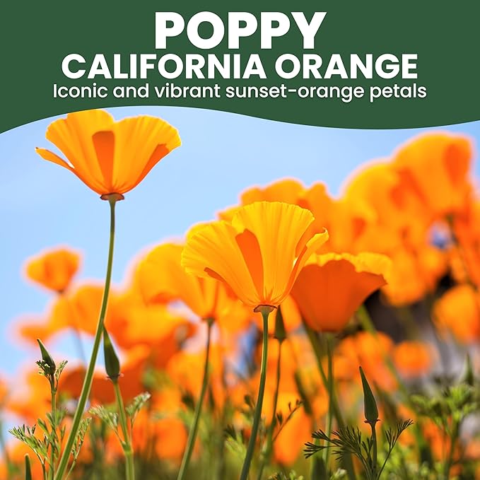 California Poppy Orange - Large 5g Envelope - 2,000 Flower Seeds for Planting - Eschscholzia californica