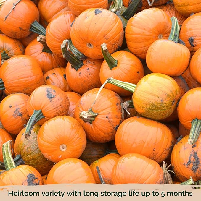KVITER 50 Sugar Pumpkin Seeds Organic (Cucurbita Pepo) – Small Pumpkin Heirloom Seed, Sweet Fine-Grained Flesh for Canning & Pies – Vegetable Seeds for Planting in Outdoor Garden