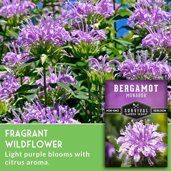 Bee Balm Seeds for Planting - Wild Bergamot (Monarda Fistulosa) Perennial Native Wildflower & Medicinal Herb for Pollinator Gardens, Fragrant Heirloom Flower - Survival Garden Seeds (5 Packs)
