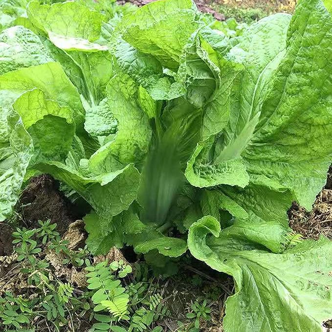 100 Pcs Seeds Heirloom | Non-GMO | Chinese Asian Vegetable Seeds Fresh Garden Seeds, Seeds, Gardeners Choice!