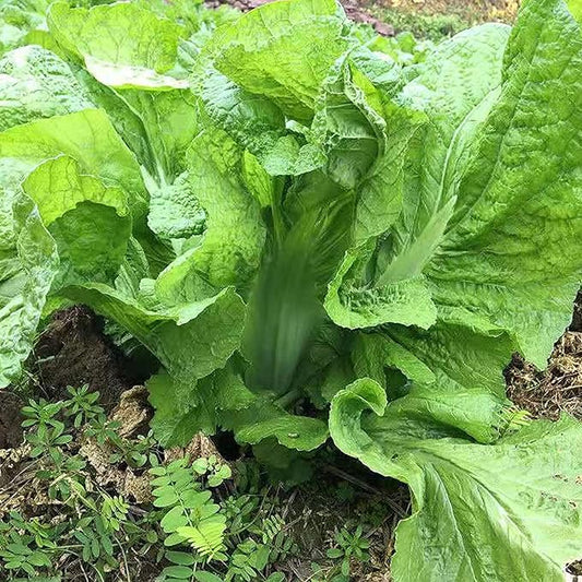 100 Pcs Seeds Heirloom | Non-GMO | Chinese Asian Vegetable Seeds Fresh Garden Seeds, Seeds, Gardeners Choice!
