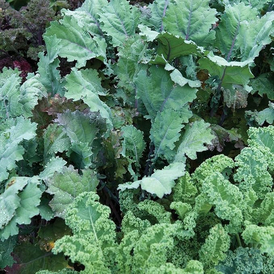 Burpee Wild Blend Kale Seeds 200 seeds