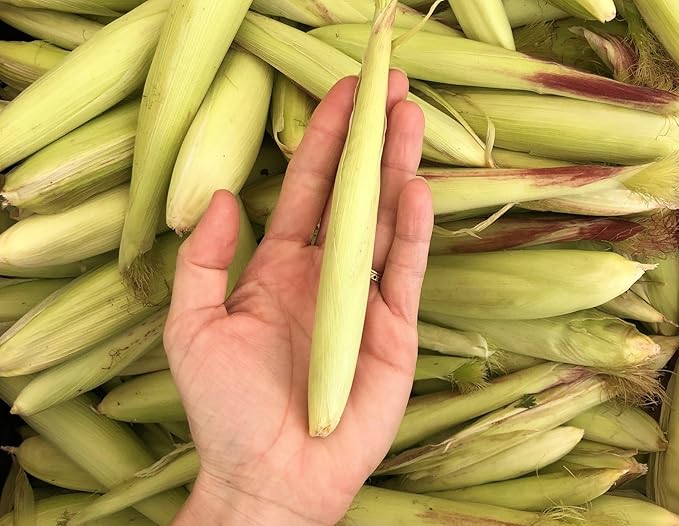 TomorrowSeeds - Baby Corn Seeds - 300+ Count - for 2026 Planting Asian Miniature Sweet Chinese Takeout Immature Young Early Indian Native Soft Vegetable Grow Your Own Home Farm Patio Healthy