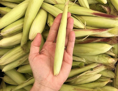 TomorrowSeeds - Baby Corn Seeds - 300+ Count - for 2026 Planting Asian Miniature Sweet Chinese Takeout Immature Young Early Indian Native Soft Vegetable Grow Your Own Home Farm Patio Healthy