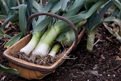 Seeds Leek Fall Giant - Organic