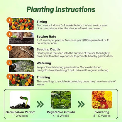 Outsidepride French Marigold Seeds Mix - 1/4 Lb. Annual, Compact, Heat & Drought Tolerant Flower Seeds for Planting w/Orange & Yellow Prolific Blooms, Ideal for Vibrant Pollinator Gardens