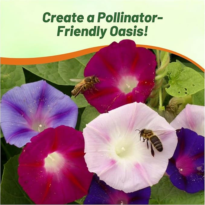 Outsidepride 250 Seeds Annual Ipomoea Purpurea Morning Glory Fieldgrown Climbing Vine Flower Seeds for Planting