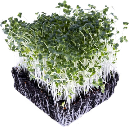 Broccoli Trio Sprouting & Microgreen Mix | Contains 3 Heirloom, Non GMO Broccoli Sprouting Seed Varieties for Sprouts & Microgreens | 1 LB Resealable Bag | Rainbow Heirloom Seed Co.