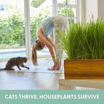 The Cat Ladies Cat Grass Kit with Rustic Wood Planter, Seed and Soil. Easy to Grow for Indoor or Outdoor Cats, Dogs and Other Pets. Prevent Hairballs and Aid Digestion