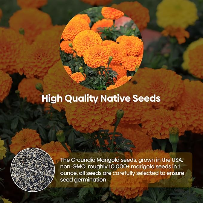 Marigold Seeds, 1 OZ Over 9500+ Seed, Cracker Jack in Mix Color for Planting Indoor & Outdoor, Attract Pollinators, Non-GMO | Heirloom | USDA Zone 2-11