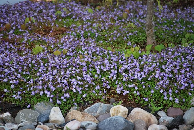 Perennial Farm Marketplace Mazus reptans (Creeping Blue) Groundcover, 1 Quart, Bright Bluish Colored Flowers