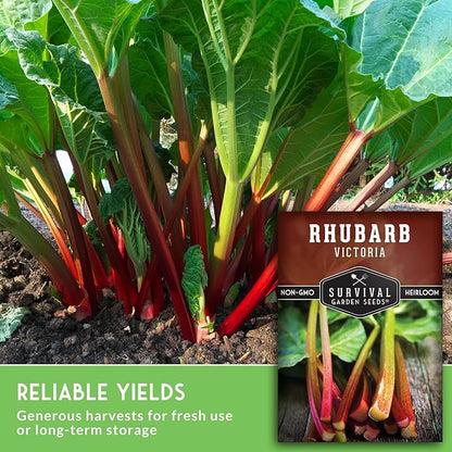 Victoria Rhubarb Seeds for Planting - Grow Cold-Tolerant Perennial Spring Vegetables/Fruit in Your Home Garden - Non-GMO Heirloom Variety - Survival Garden Seeds (2 Packs)